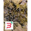 tsa fucus vesiculosus 50 ml