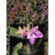 herboplanet tsa salvia officinalis 50ml