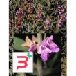 tsa salvia officinalis 50 ml