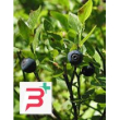 tsa vaccinium myrtillus 50 ml