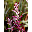 herboplanet tsa fumaria officinalis 50ml