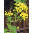 tsa hipericum perforatum 50ml