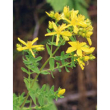 tsa hipericum perforatum 50ml