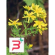 tsa hipericum perforatum 50 ml