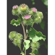 tsa arctium lappa 50 ml