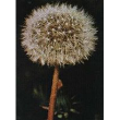 tsa taraxacun officinalis 50 ml