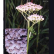 tsa achillea millefoglie 50ml