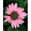 tsa echinacea angustifolia 50ml