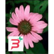 tsa echinacea angustifolia50 ml