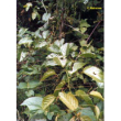 tsa uncaria tomentosa 50ml