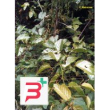 tsa uncaria tomentosa 50 ml