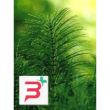 tsa equisetum arvense 50 ml