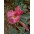tsa harpagophytum 50ml