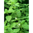tsa melissa officinalis 50ml