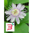 tsa passiflora incarnata 50 ml