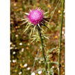 tsa sylibum marianum 50 ml