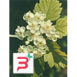 tsa crataegus oxycanthia 50 ml