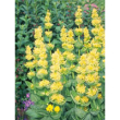 tsa gentiana lutea 50 ml