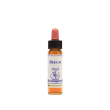 beech essenza 10ml