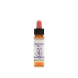 chestnut bud essenza 10ml