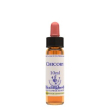 chicory ess 10ml ingl herbs