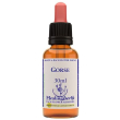 gorse essenza 30 ml 1 pezzo