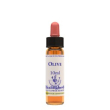 olive ess 10ml ingl herbs