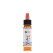 pine ess 10ml ingl b024 herbs