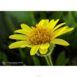 arnica ess 7,4ml calf