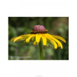 black eyed susan ess7,4ml calf