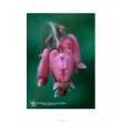 bleeding heart ess 7,4ml calf
