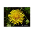 dandelion ess 7.4ml calf