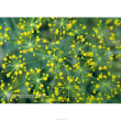 dill ess 7,4ml calf