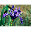 iris ess 7.4ml calf