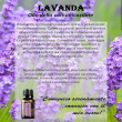 lavender essenza 4 ml california - fiore californiano lavender per calma e rilassamento
