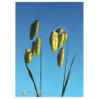 quaking grass ess 7,4ml calf
