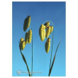 quaking grass ess 7,4ml calf