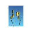 quaking grass ess 7,5ml calf