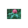 red clover ess 7.4ml calf