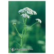 yarrow ess 7,4ml calf