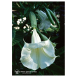 angels trumpet ess 7,4ml calf