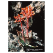canyon dudleya ess 7.4ml calf