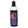 echinacea ess 7,5ml calf
