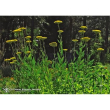 golden yarrow ess 7.4ml calf