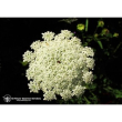 queen annes lace 7,4ml calf