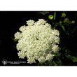 queen annes lace 7,4ml calf
