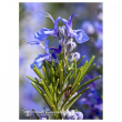 rosemary ess 7,5ml calf