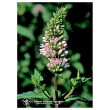 peppermint ess 7,4ml calf