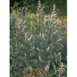 tsa artemisia vulgaris 50ml