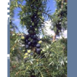 tsa juniperus communis 50ml